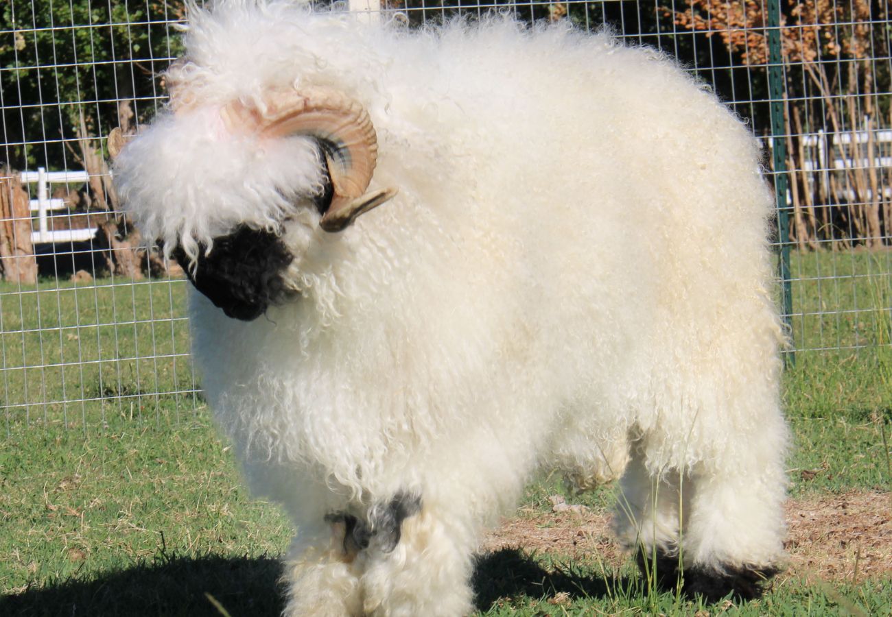 Atticus the Ram Atticus the Ram