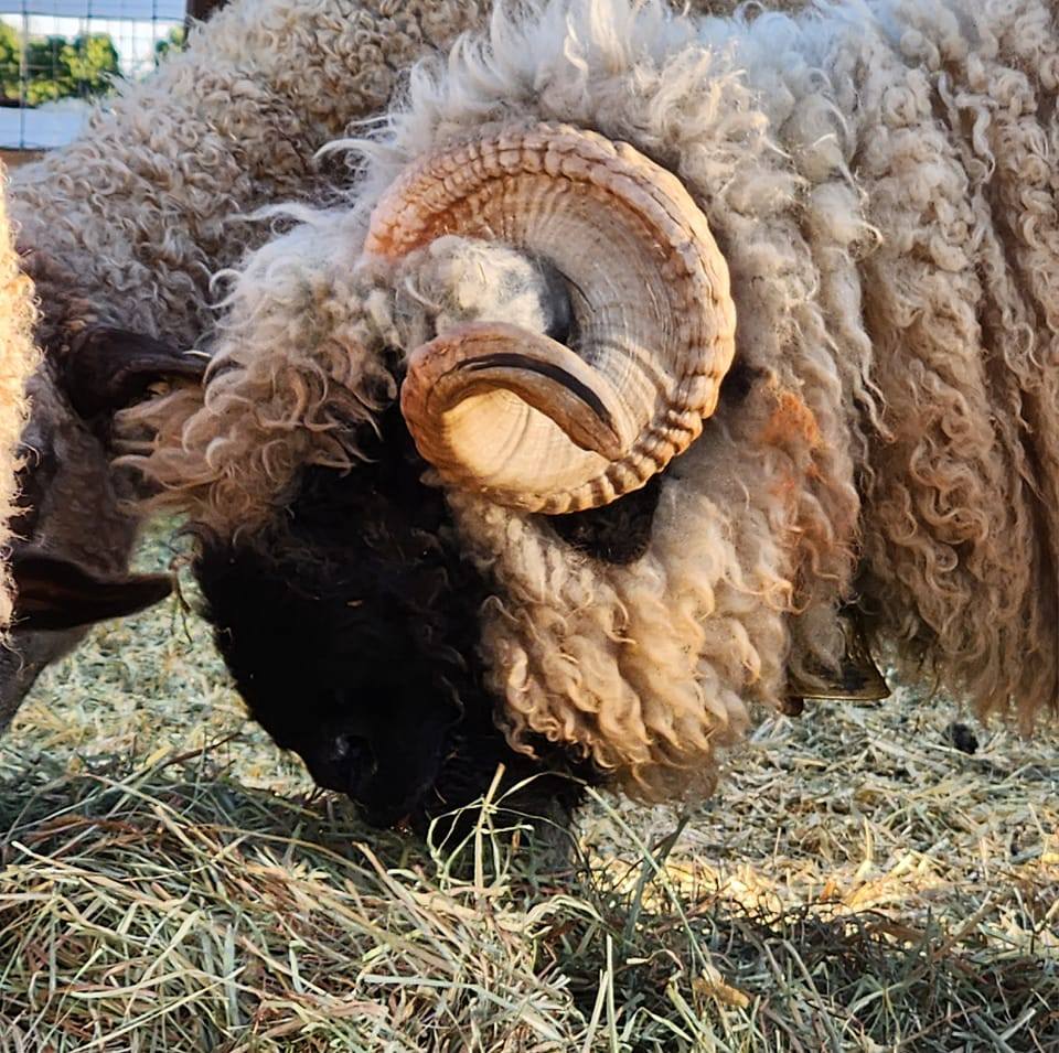 Black Nose Sheep Ram Black Nose Sheep Ram