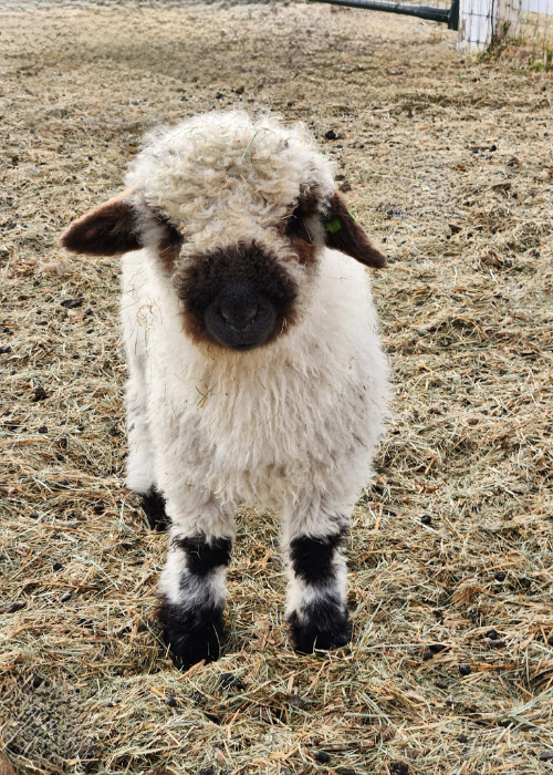 Valais Lamb Valais Lamb