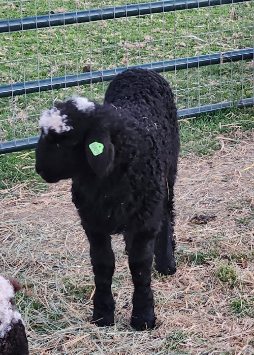 Valais Lamb Valais Lamb