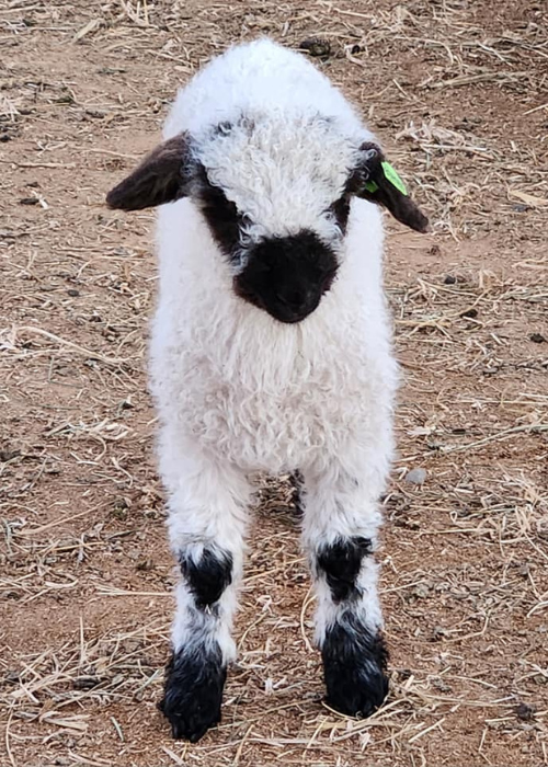 Valais Lamb Valais Lamb