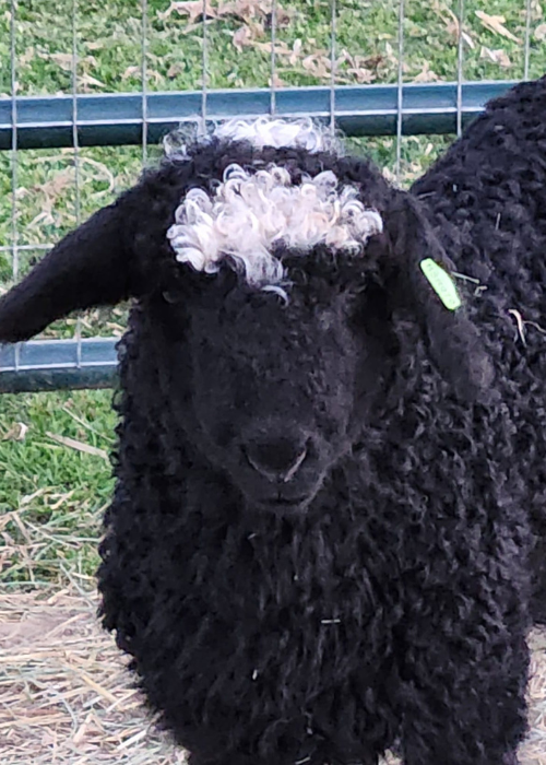 Black Valais Lamb Black Valais Lamb