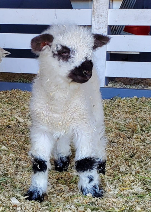 Valais Lamb Valais Lamb
