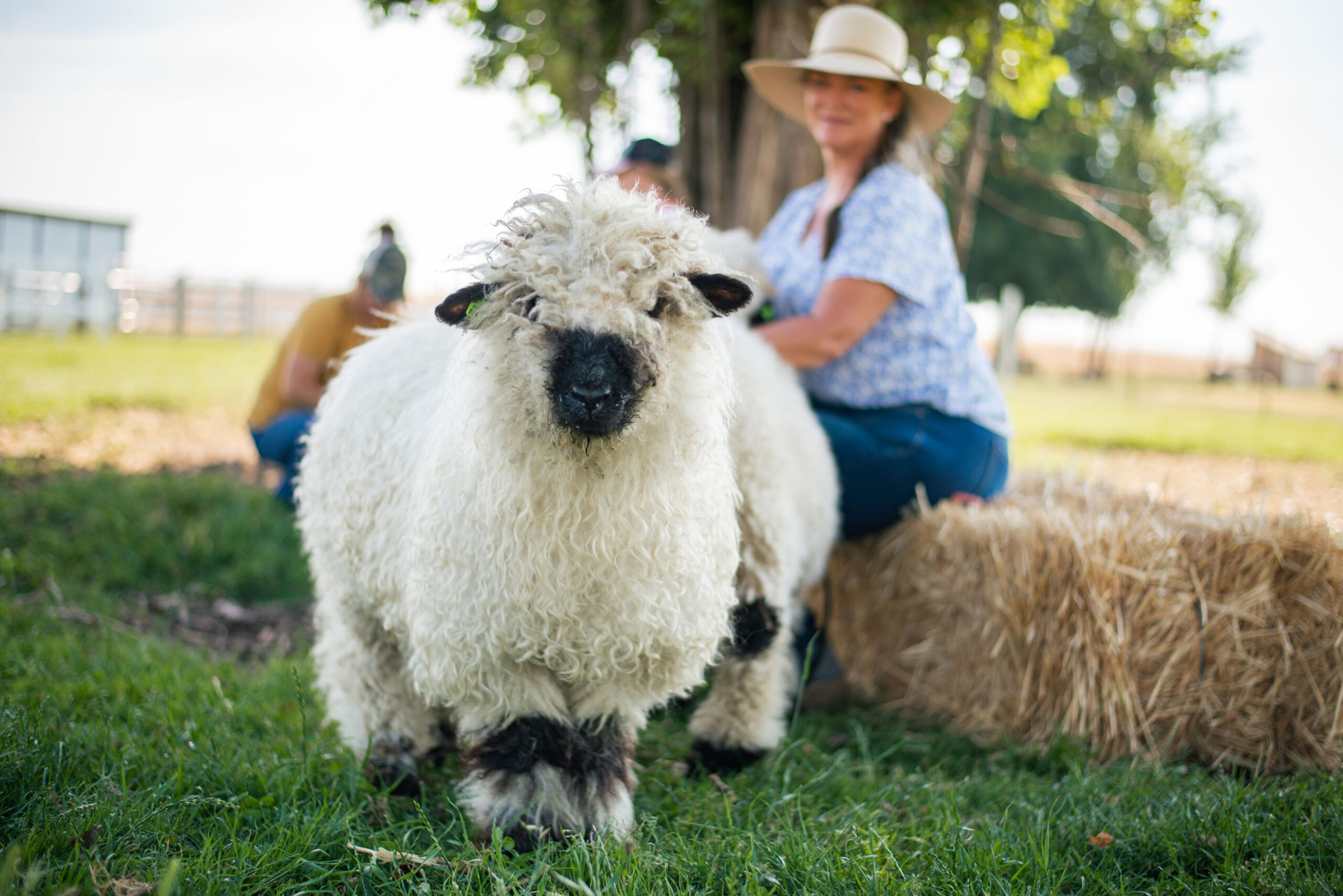 Angelina Ewe Valais Blacknose Sheep Angelina Ewe Valais Blacknose Sheep
