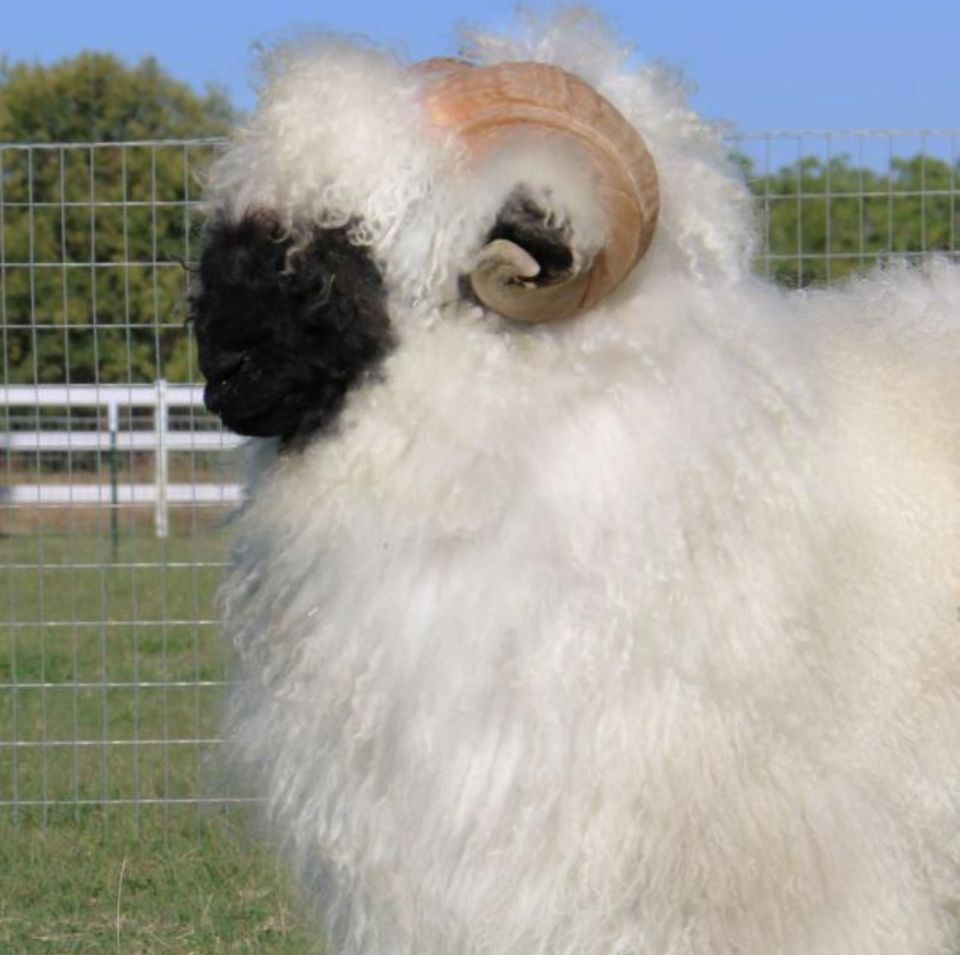 Augustus Valais Blacknose Ram Augustus Valais Blacknose Ram