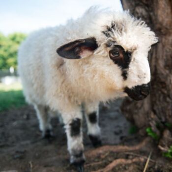 Bonnie Valais Blacknose Ewe Bonnie Valais Blacknose Ewe