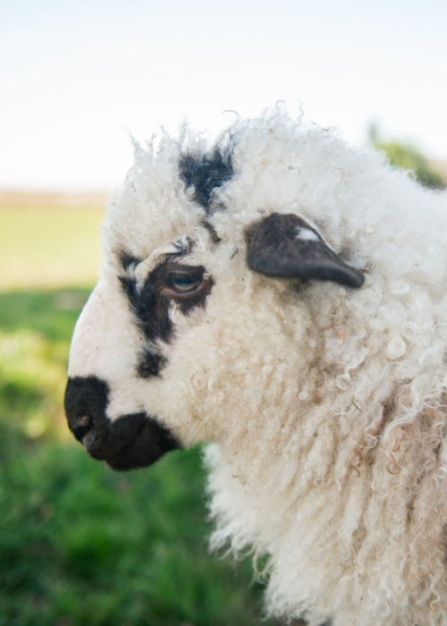 Bonnie the Valais Blacknose sheep Bonnie the Valais Blacknose sheep