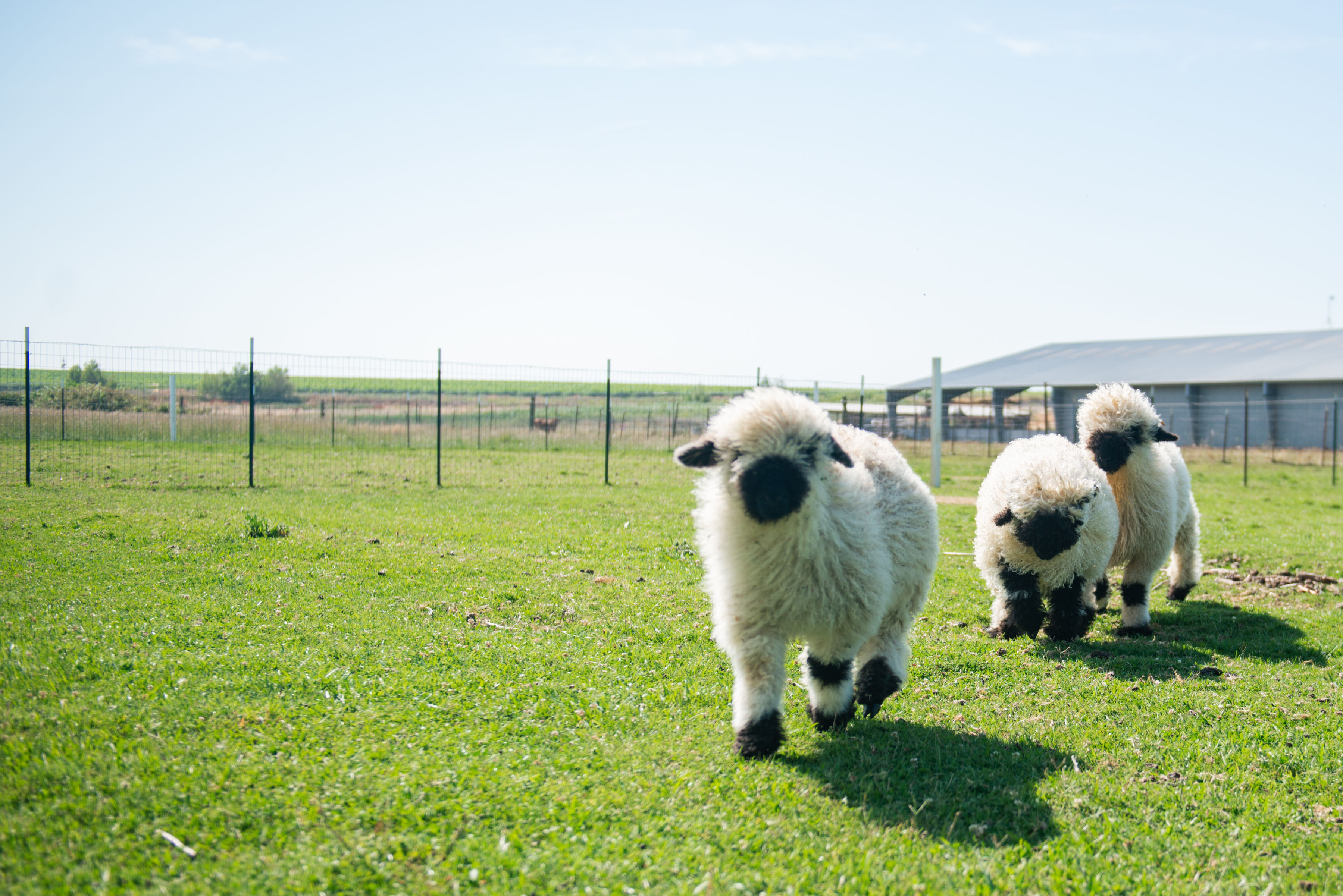 Bugatti the La Petite Valais Blacknose Sheep Bugatti the La Petite Valais Blacknose Sheep