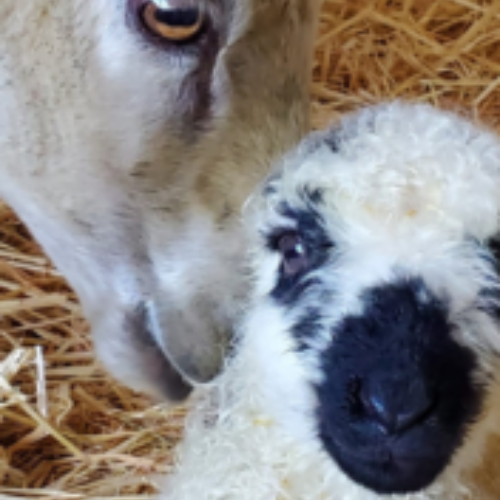 Champagne and April Valais Ewe and Lamb Champagne and April Valais Ewe and Lamb