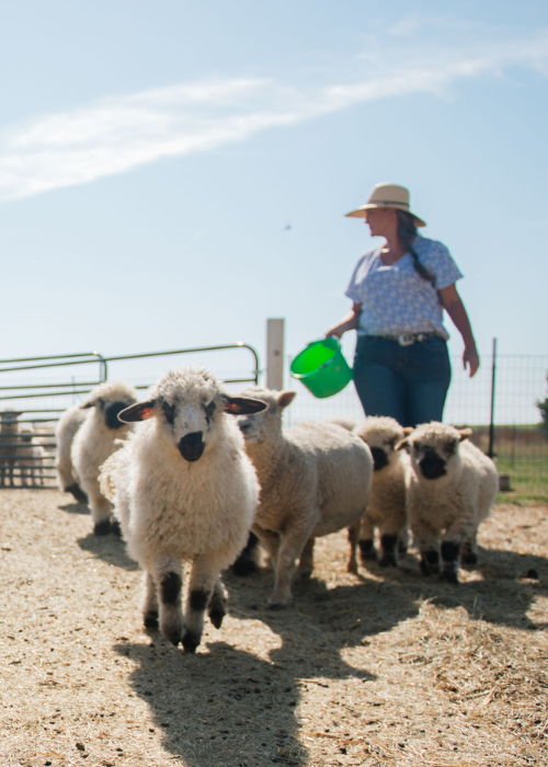 Farmer Brandi Feeding Her Flock Farmer Brandi Feeding Her Flock