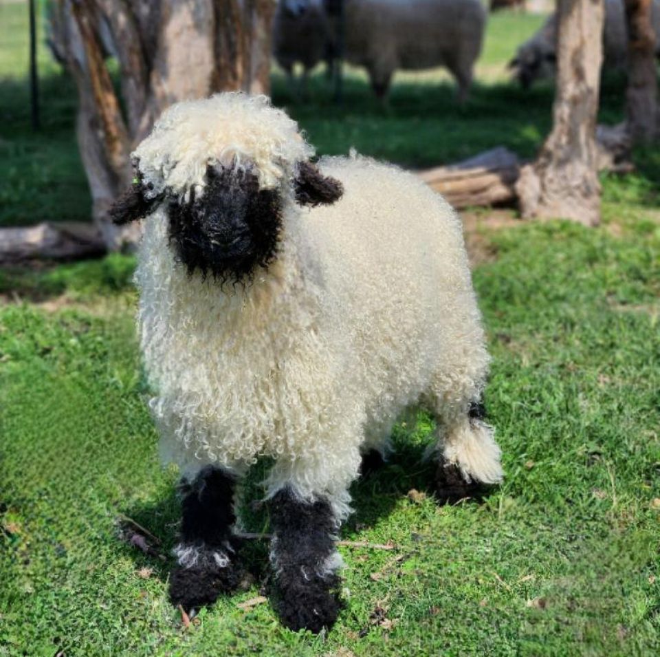 Hollywood Valais Blacknose Ram Hollywood Valais Blacknose Ram