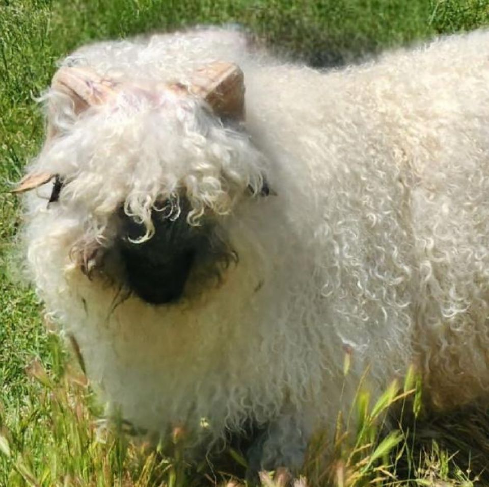Rocky Valais Blacknose Ram Rocky Valais Blacknose Ram